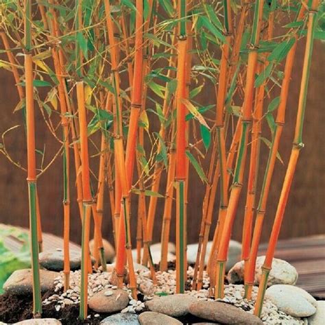 Red Fountain Bamboo Seeds Privacy Climbing Garden Clumping Privacy