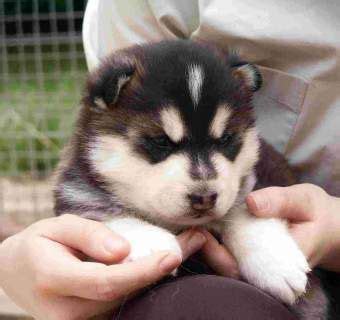 Newest oldest price ascending price descending relevance. Siberian Husky Puppies FOR SALE ADOPTION from Kuala Lumpur ...