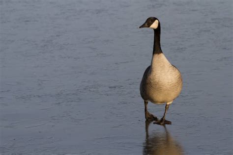 160 Goose Honking Stock Photos Pictures And Royalty Free Images Istock