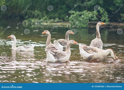 A Herd Of Beautiful White Geese Floating In A Pond Near A Farmhouse