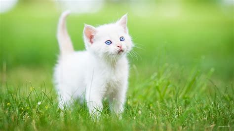 Carolina Beautiful White Cute Kittens Wallpaper