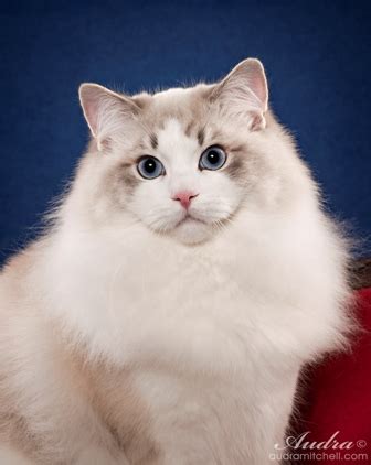 Ragdolls are slow maturing, reaching full coat and color at about three years of age. Purebred Adult Male Ragdoll Cats For Sale | Riterags Ragdolls