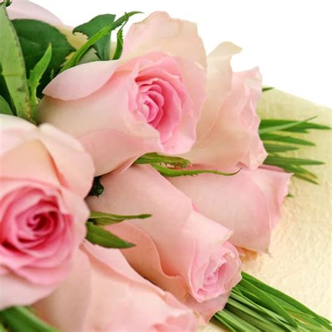 Dozen Deluxe Soft Pink Rose Bunch Delivery Across Melbourne