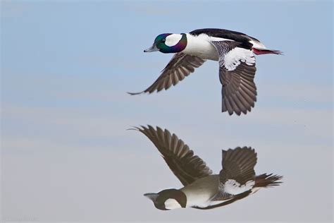 Bufflehead Drake In Flight Waterfowl Ducks Beautiful