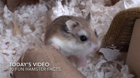 10 Fun Hamster Facts Youtube