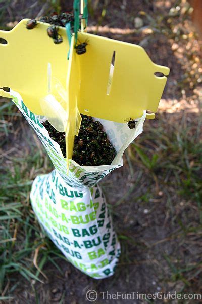 Do Those Bag A Bug Japanese Beetle Traps Really Work Japanese