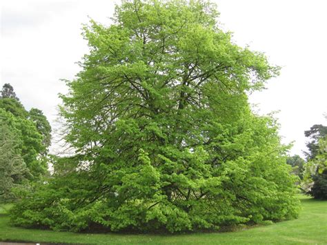 Lime Trees Tree Guide Uk Lime Trees Are Described