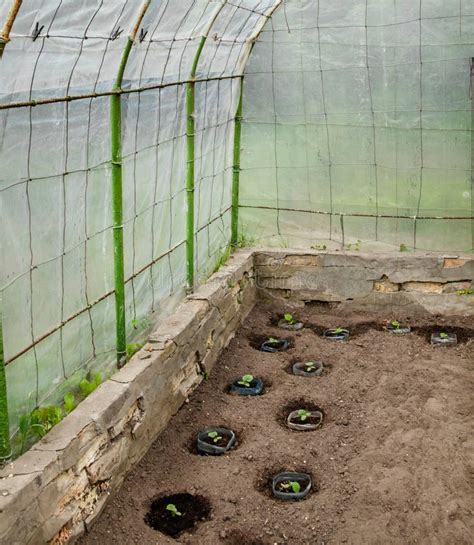 Greenhouse Growing The Cucumbers Stock Image Image Of Cultivation