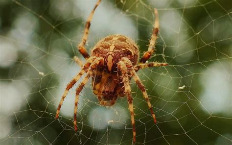 Get the inside scoop on jobs, salaries, top office locations, and ceo insights. Blog - Philadelphia Bed Bug Exterminator | Prodigy Pest ...