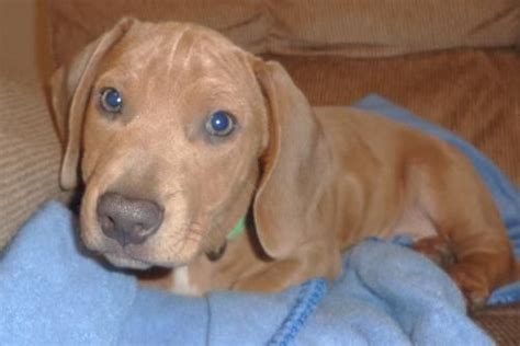 Our dachshund puppies are sold and shipped to all 50 states. Lachlan- VA. Dachshund bulldog mix puppy available for ...