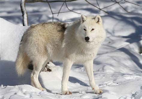 Royalty Free Arctic Wolf Pictures Images And Stock Photos Istock