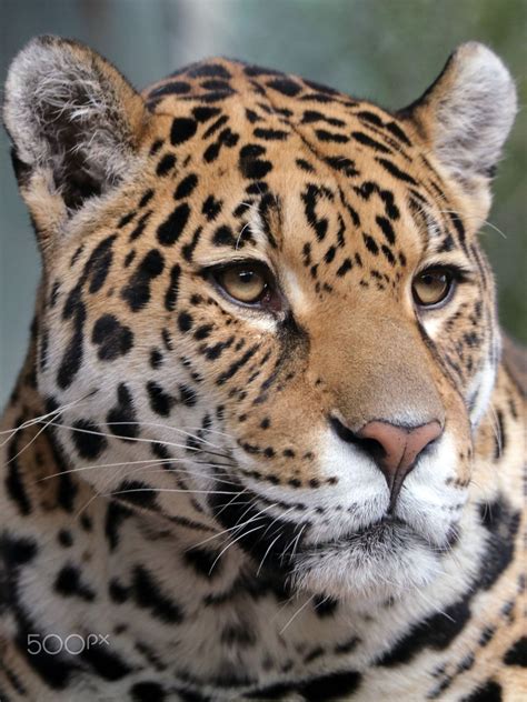 Jaguar Panthera Onca Leopard Pictures Jaguar Animal Wild Animal