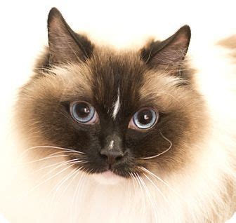 Chicago, IL - Ragdoll. Meet Jimmy a Cat for Adoption ...