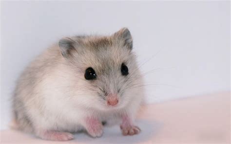Free Download Hamster Wallpapers Best Wallpapers 1920x1080 For Your