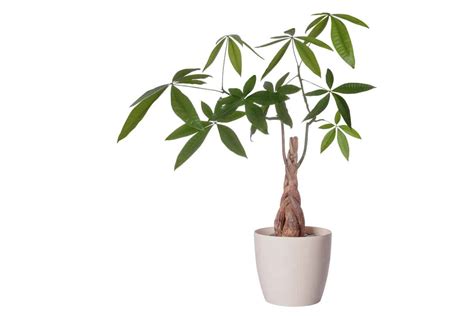 Can you plant christmas trees in the garden. 8 Cat-Safe Indoor Trees You Can Keep At Home Without ...