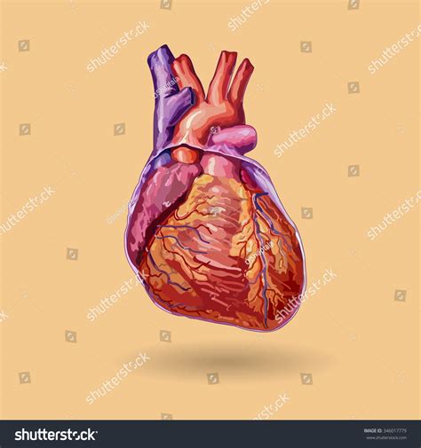 Human Heart Vector Realistic Illustration No Stock Vector Royalty Free