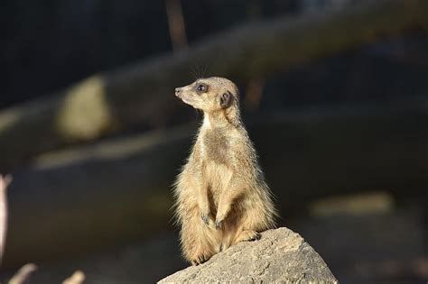 Meerkat Nature Mammal Curious Vigilant Pikist
