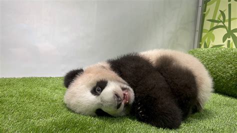 First Giant Panda Cub Born In Singapore Named Le Le