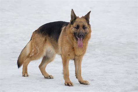Cute German Shepherd Dog Is Standing On A White Snow In The Winter Park