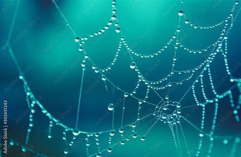 Spider Web Covered In Morning Dew Drops Beautiful In Cold Winter