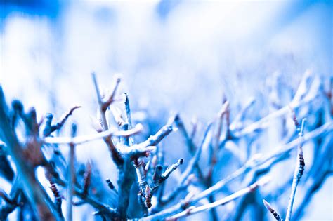 Free Images Tree Water Nature Branch Snow Winter Plant Sky