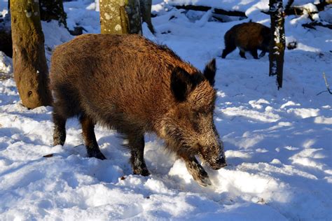 Radioactive Pigs Are Wandering Central Europe 30 Years After The