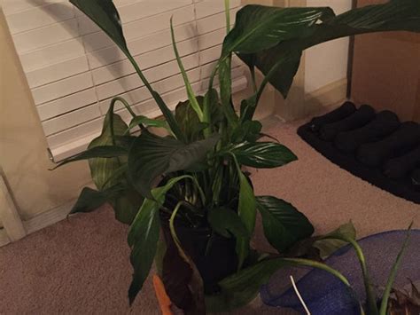 Peace lilies are sensitive to chemicals commonly found in tap water, such as fluoride, which may cause brown to try to get it under control: Peace lily HELP.