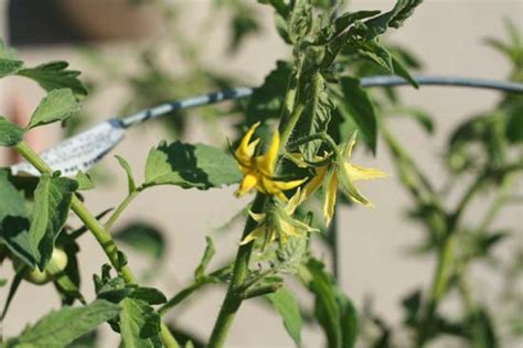 It usually consists of the filament and an anther with pollen which is found at the top of the filament. tomato pollination | Insightful Nana