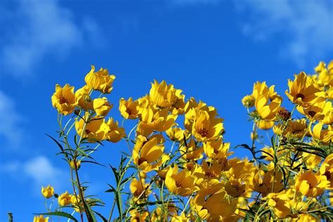 Yellow Wildflowers Bright Free Photo On Pixabay Pixabay