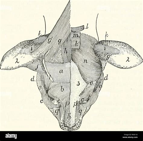 Cat Anatomy Muscles Anatomical Charts And Posters