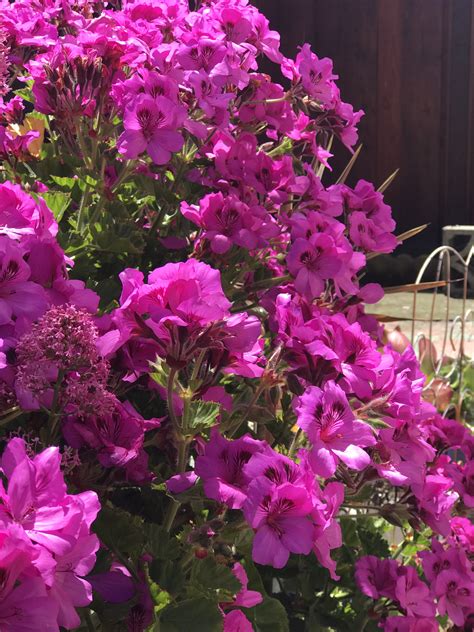 Maybe you would like to learn more about one of these? Pin by Martha Melara on Garden: Mi jardín en South San ...