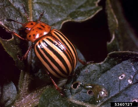 Colorado Potato Beetle Leptinotarsa Decemlineata Coleoptera