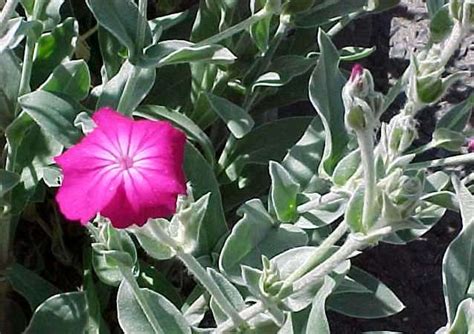 A popular new cultivar with large leaves marked in shimmery silver and grey. Perennials for Season-long Bloom