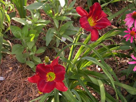 Incorporating Daylilies With Other Plants Daylily Companion Planting