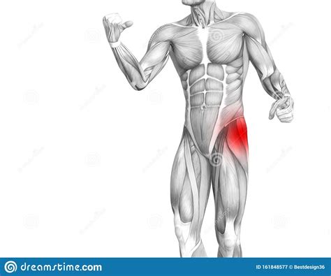 Hip Human Anatomy With Red Hot Spot Inflammation Articular Joint Pain