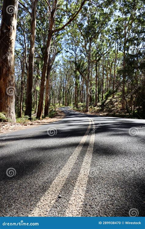 Vertical Shot Of A Winding Road In Karri Vally Western Australia Stock