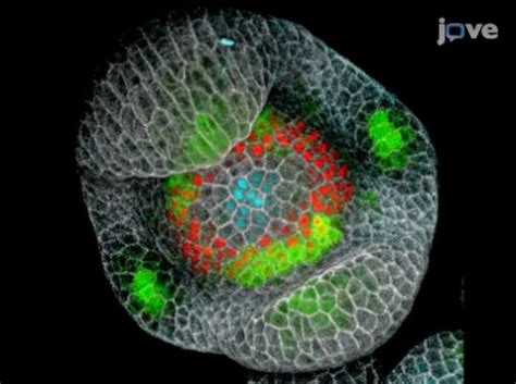 New Video Publication Of Developing Arabidopsis Flowers Microscopy