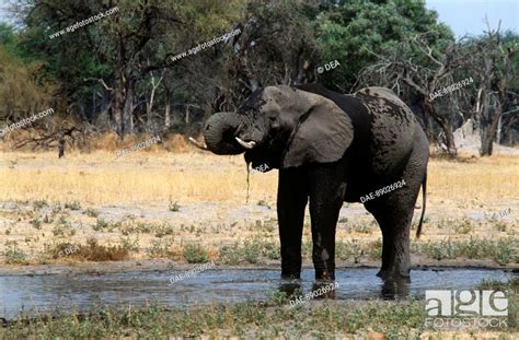 Zoology Mammals Proboscidea African Elephant Loxodonta Africana