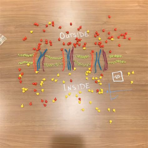 20 Fun And Educational Action Potential Class Activities Teaching