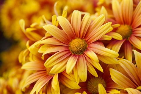 17 Best Annual Fall Flowers To Plant The Gardening Dad