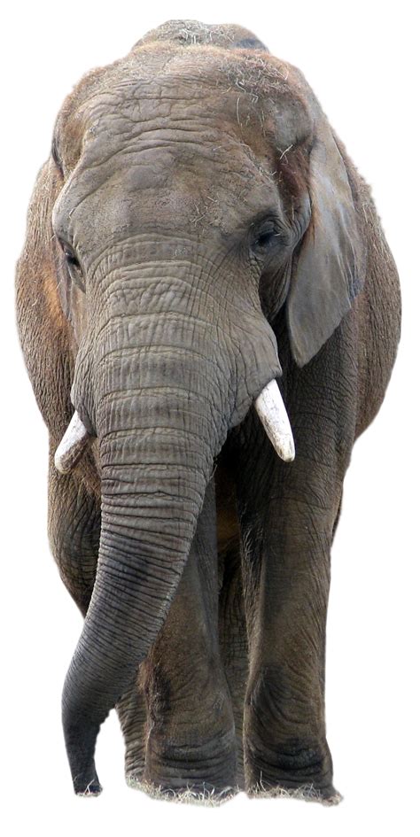 Download Gray Elephant Standing Png Image For Free