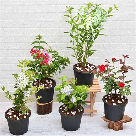 Buy 5 Best Fragrant Plants Online From Nurserylive At Lowest Price