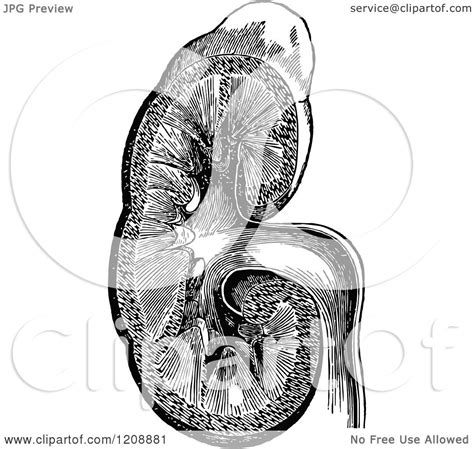 High quality vintage black and white illustration drawing anatomy of human abdomen. Clipart of a Vintage Black and White Human Kidney ...