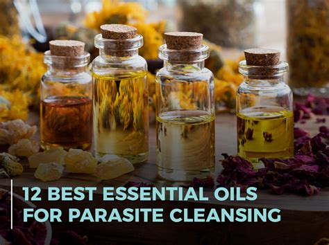 How To Make A Parasite Cleanse Ppt How To Make Black Walnut Tincture