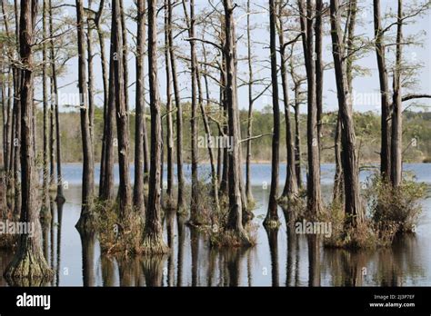 Bald Cypress Trees With Reflections Growing In A State Park Lake In Ga