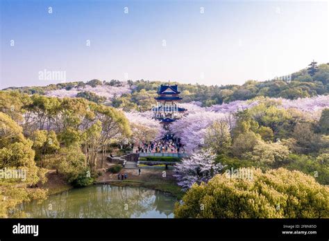 Aerial Landscape Of The Spring Cherry Blossoms In Wuxi Yuantouzhu