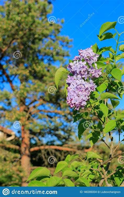 Blooming Lilacs Branch Pine And Blue Sky In Springtime Violet Florets