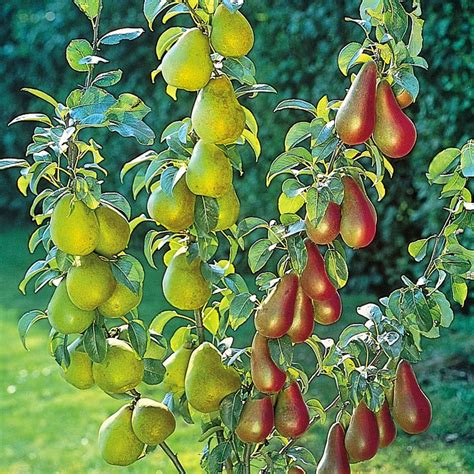 The Best Dwarf Fruit Trees To Grow In Pots Fruitgardening