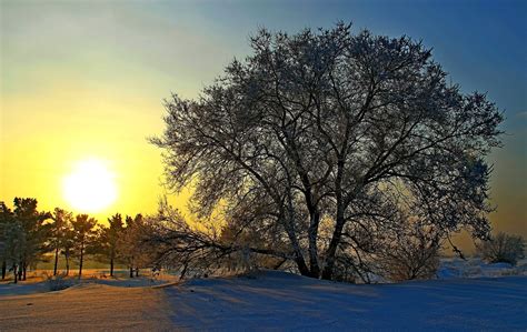 Russia Winter Sunrises And Sunsets Trees Snow Sun Nature Wallpaper