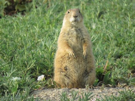 Where Are Prairie Dogs Located